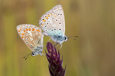 BUITEN BEELD Foto: 270625