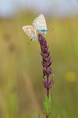 BUITEN BEELD Foto: 270626