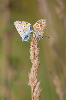 BUITEN BEELD Foto: 270627