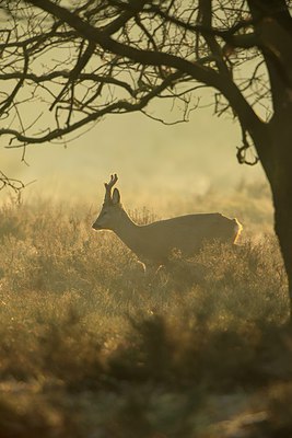 BUITEN BEELD Foto: 270653