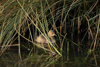 BUITEN BEELD Foto: 270693