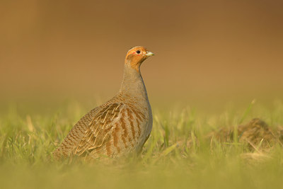 BUITEN BEELD Foto: 270699