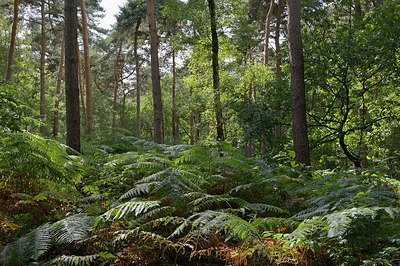 BUITEN BEELD Foto: 270708