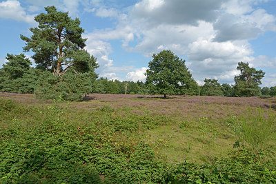 BUITEN BEELD Foto: 270709