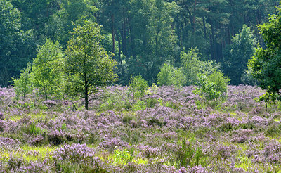 BUITEN BEELD Foto: 270715