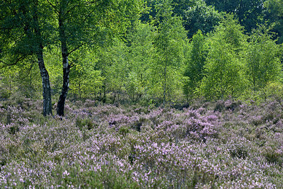 BUITEN BEELD Foto: 270719