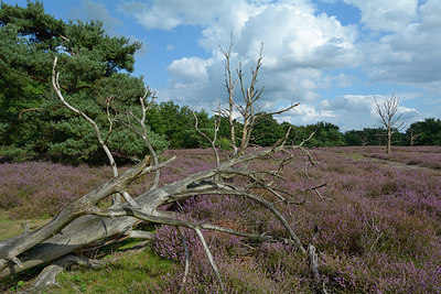 BUITEN BEELD Foto: 270727