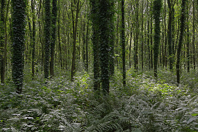 BUITEN BEELD Foto: 270736