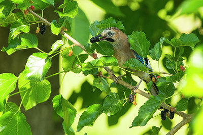 BUITEN BEELD Foto: 270743