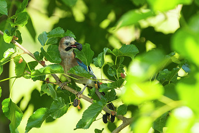 BUITEN BEELD Foto: 270744