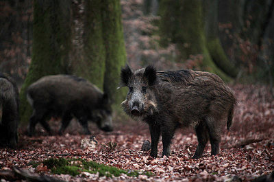 BUITEN BEELD Foto: 270757