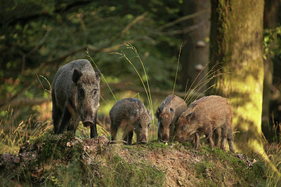 BUITEN BEELD Foto: 270759