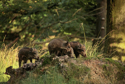 BUITEN BEELD Foto: 270760