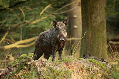 BUITEN BEELD Foto: 270762