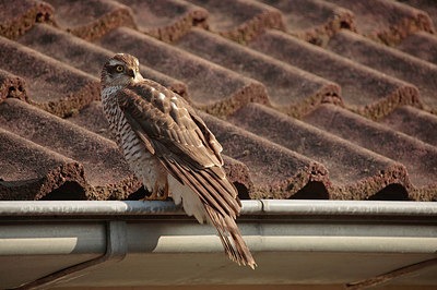 BUITEN BEELD Foto: 270783