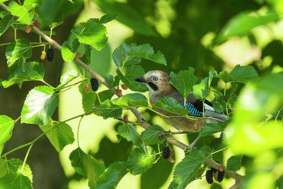 BUITEN BEELD Foto: 270815