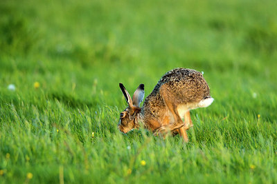 BUITEN BEELD Foto: 270824