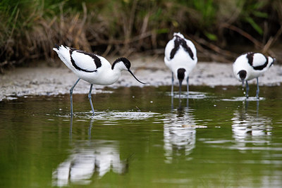 BUITEN BEELD Foto: 270829