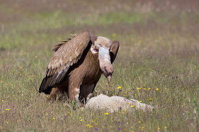 BUITEN BEELD Foto: 270852