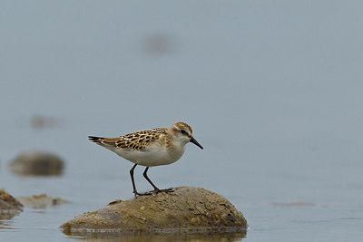 BUITEN BEELD Foto: 270858