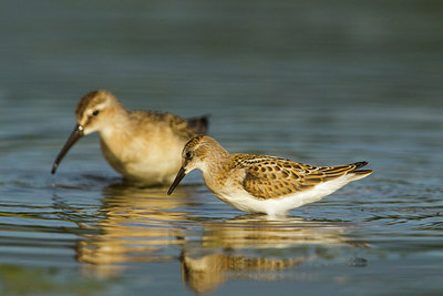 BUITEN BEELD Foto: 270859