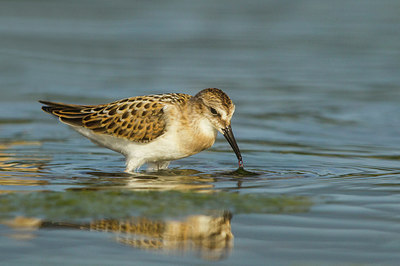 BUITEN BEELD Foto: 270860