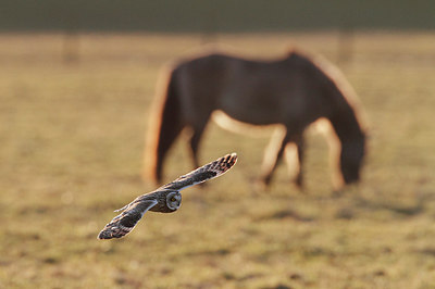 BUITEN BEELD Foto: 270862