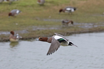 BUITEN BEELD Foto: 271044