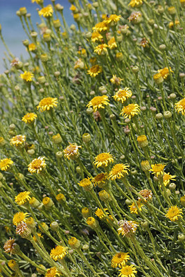 BUITEN BEELD Foto: 271060