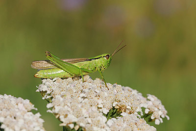 BUITEN BEELD Foto: 271074
