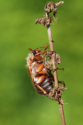 BUITEN BEELD Foto: 271173