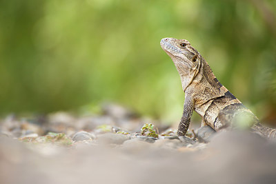 BUITEN BEELD Foto: 271243
