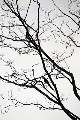 BUITEN BEELD Foto: 271259