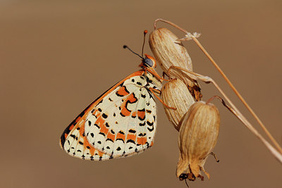 BUITEN BEELD Foto: 271278