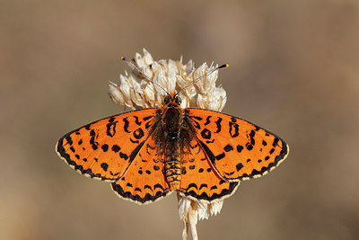 BUITEN BEELD Foto: 271279