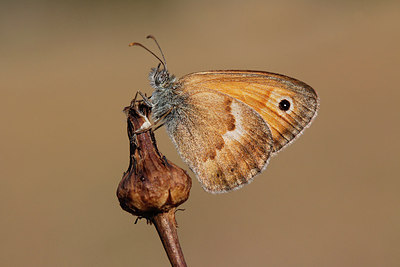 BUITEN BEELD Foto: 271280