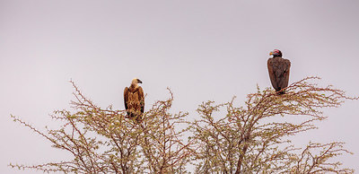 BUITEN BEELD Foto: 271345