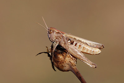 BUITEN BEELD Foto: 271358