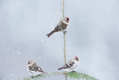BUITEN BEELD Foto: 271371