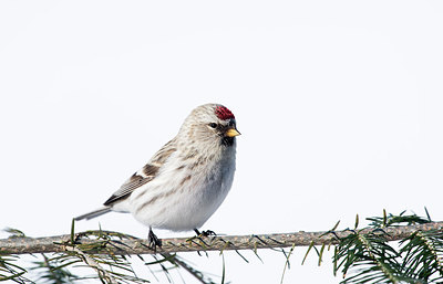 BUITEN BEELD Foto: 271372