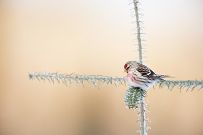 BUITEN BEELD Foto: 271380