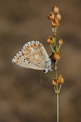 BUITEN BEELD Foto: 271401