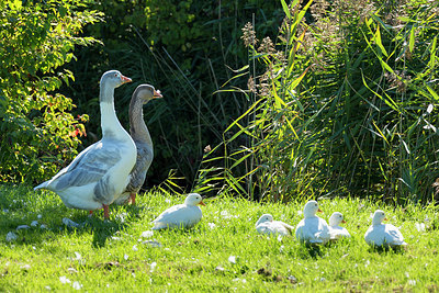 BUITEN BEELD Foto: 271472