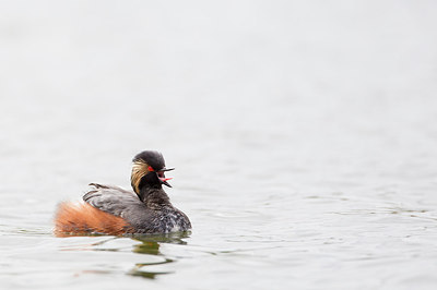BUITEN BEELD Foto: 271485