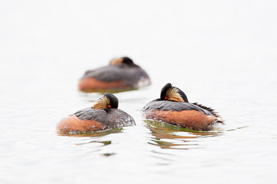 BUITEN BEELD Foto: 271486