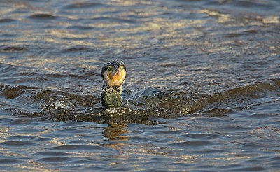 BUITEN BEELD Foto: 271490