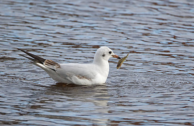 BUITEN BEELD Foto: 271494