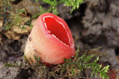 BUITEN BEELD Foto: 271501