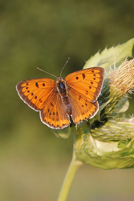 BUITEN BEELD Foto: 271563