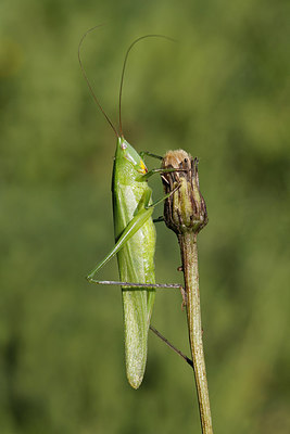 BUITEN BEELD Foto: 271602